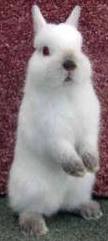 Rabbit3